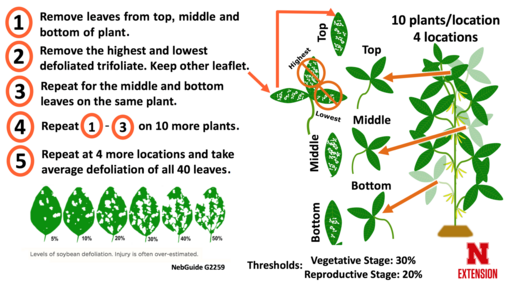 Guide to estimating soybean leaf defoliation