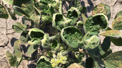 Dicamba injury in soybean