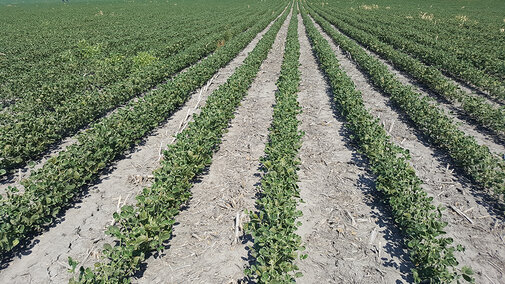 Dicamba injury symptoms in a Roundup Ready soybean field 