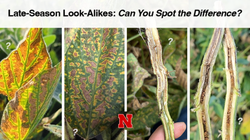 Four-panel collage of soybean leaves and stems with chlorosis and stem discoloration from different late-season diseases, each panel marked with a small question mark, and the title ‘Late-Season Look-Alikes: Can You Spot the Difference?’ across the top.