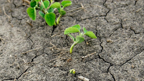 Young green soybean emerging from dry, cracked soil.