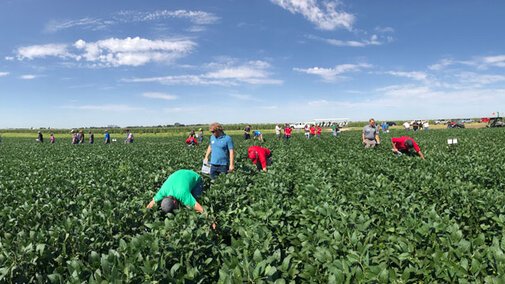 Figure 1. Farmers examining different fertility treatments during 2019 August Field Day near Grant, NE. 