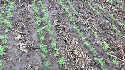 soybeans emerging in a field