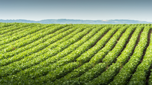 Soybean field during summer