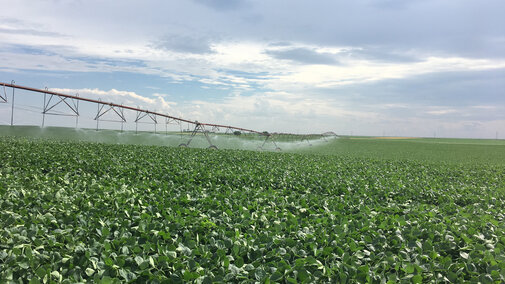 Irrigated soybean field in Perkins County, Nebraska