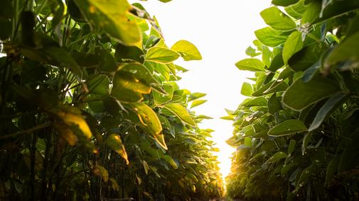 soybean field hero