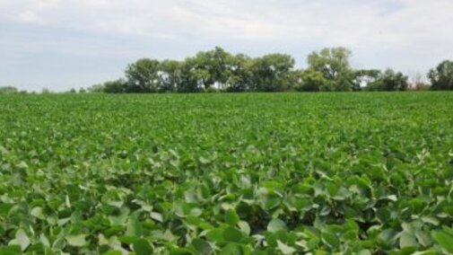 soybean field