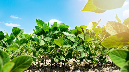 soybean field that used pre-emergent herbicide