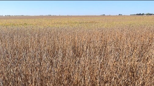 Immature soybean plants in field