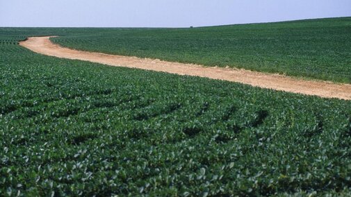 Soybean field