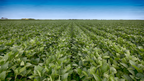 Soybean field