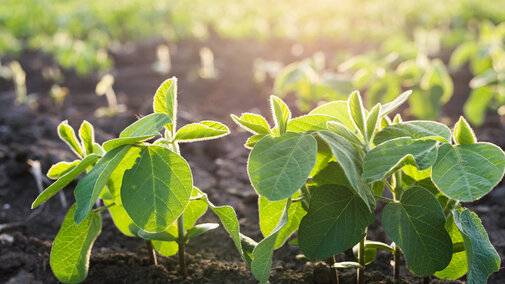 Soybeans emerging in field