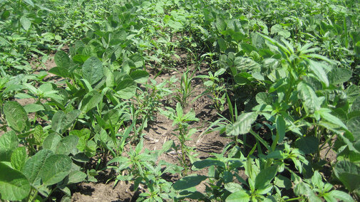 Weed escapes in soybean after preemergence application