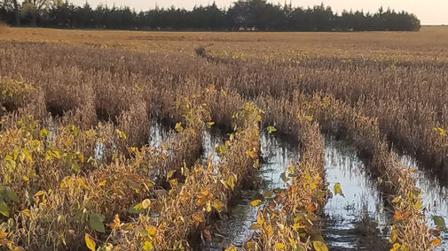 Flooded soybean field in northeast Nebraska