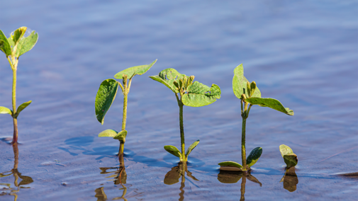 flooded soybean plants