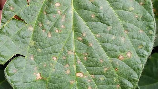 Frogeye leafspot on a soybean leaf