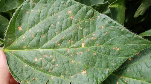 Frogeye leaf spot on a soybean leaf