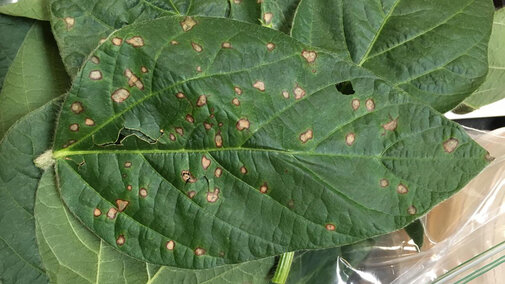 Frogeye leaf spot