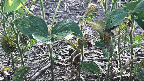 Figure 1. Soybean plant showing signs of wilting from soybean gall midge infestation.