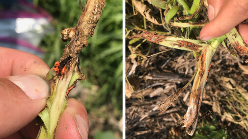 Soybean gall midge in stems