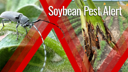 Split image showing a Dectes stem borer adult on a soybean leaf and soybean stem damage from gall midge larvae near a field edge, highlighting pest pressure before plants mature.