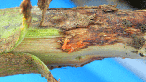 Gall midge larvae on a soybean stem