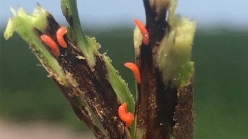 soybean gall midge larvae