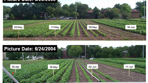 soybeans in 2003 and 2004