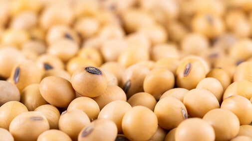 Soybean grain