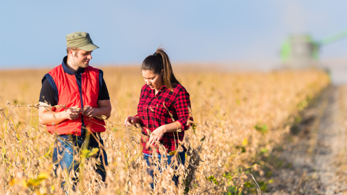 Farmers assessing soybean in field during harvest