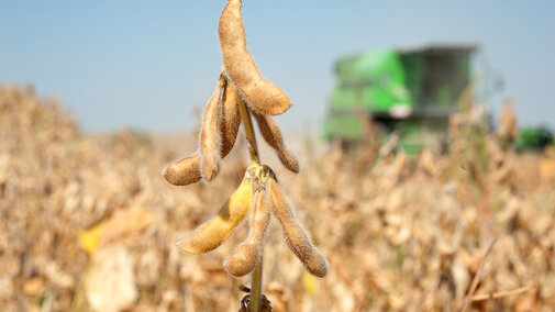 Soybean field during harvest