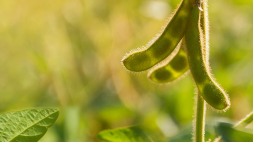 Soybean plant closeup