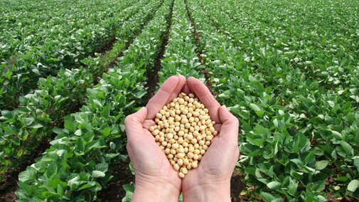 soybean youth hero