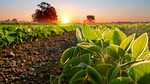 Soybean field at sunrise