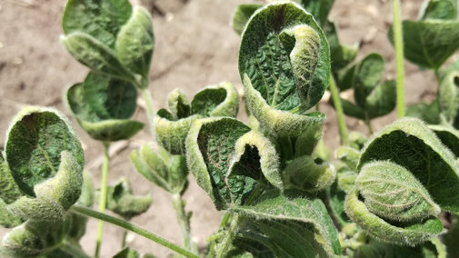 soybean leaf cupping