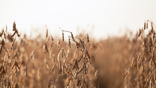 Mature soybean field