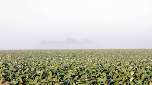 Field of maturing soybean under fog