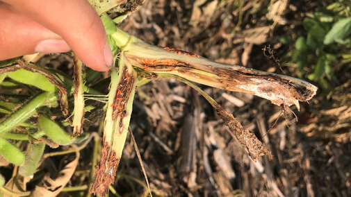 Soybean plant infested with orange gall midge.