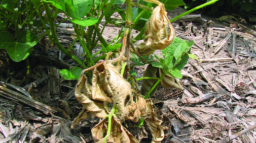 Phytophthora root and stem rot