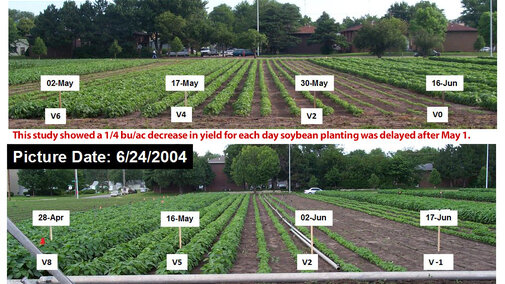 Soybean fields in planting date study at UNL's East Campus