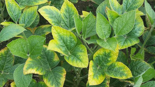 soybean potassium deficiency