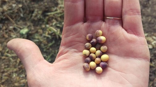 Purple seed stain on soybean seed