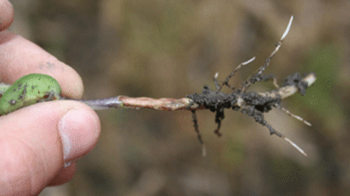 Soybean root lesion