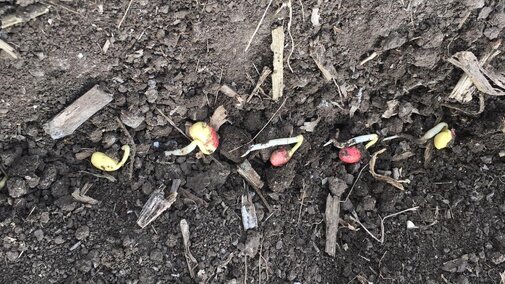 Germinated soybean seeds