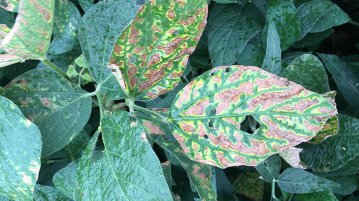 Soybean leaf exhibiting sudden death syndrome