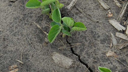 soybean seedling