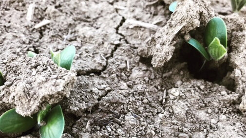 Soybean seedlings