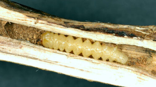 Soybean stem borer larva