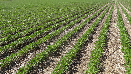 soybean field