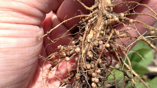 Well nodulated soybean roots